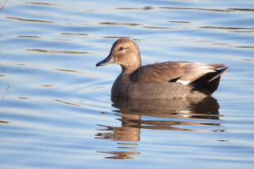 Wildlife sightings for 2nd August 2021